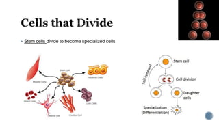  Stem cells divide to become specialized cells
 