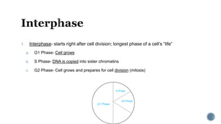 1. Interphase- starts right after cell division; longest phase of a cell’s “life”
a. G1 Phase- Cell grows
b. S Phase- DNA is copied into sister chromatins
c. G2 Phase- Cell grows and prepares for cell division (mitosis)
G1 Phase
S Phase
G2 Phase
 