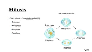  The division of the nucleus (PMAT)
 Prophase
 Metaphase
 Anaphase
 Telophase
 