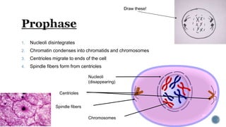 1. Nucleoli disintegrates
2. Chromatin condenses into chromatids and chromosomes
3. Centrioles migrate to ends of the cell
4. Spindle fibers form from centrioles
Centrioles
Spindle fibers
Nucleoli
(disappearing)
Chromosomes
Draw these!
 