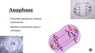  Chromatids separate into individual
chromosomes
 Migrations towards poles (sides of
cell) begins
 