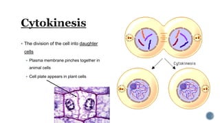  The division of the cell into daughter
cells
 Plasma membrane pinches together in
animal cells
 Cell plate appears in plant cells
 