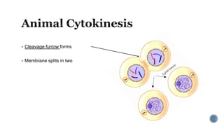  Cleavage furrow forms
 Membrane splits in two
 