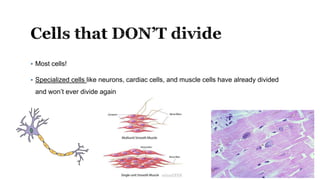  Most cells!
 Specialized cells like neurons, cardiac cells, and muscle cells have already divided
and won’t ever divide again
 