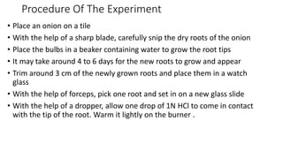 Procedure Of The Experiment
• Place an onion on a tile
• With the help of a sharp blade, carefully snip the dry roots of the onion
• Place the bulbs in a beaker containing water to grow the root tips
• It may take around 4 to 6 days for the new roots to grow and appear
• Trim around 3 cm of the newly grown roots and place them in a watch
glass
• With the help of forceps, pick one root and set in on a new glass slide
• With the help of a dropper, allow one drop of 1N HCl to come in contact
with the tip of the root. Warm it lightly on the burner .
 