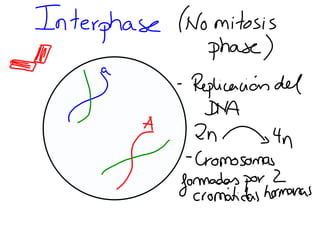 Mitosis presentación
