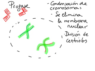 Mitosis presentación