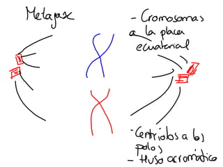 Mitosis presentación