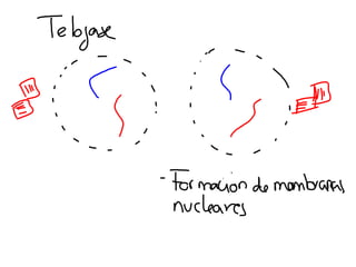 Mitosis presentación
