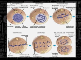 Mitosis | PPTX