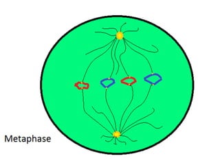 Mitosis presentation