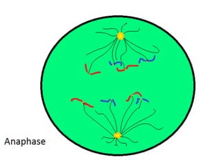 Mitosis presentation