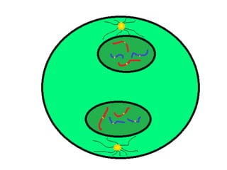 Mitosis presentation