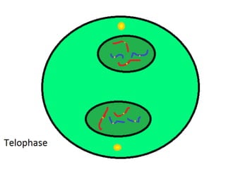 Mitosis presentation