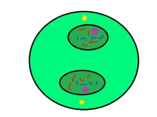 Mitosis presentation