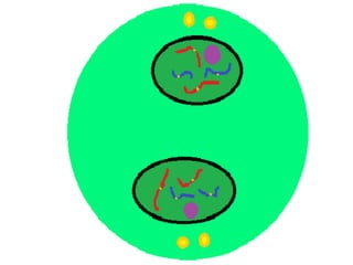 Mitosis presentation