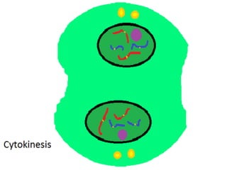 Mitosis presentation