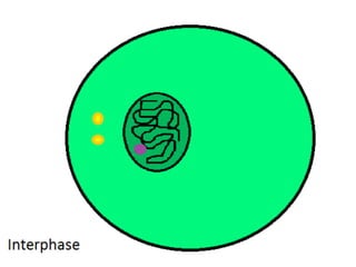 Mitosis presentation