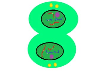 Mitosis presentation