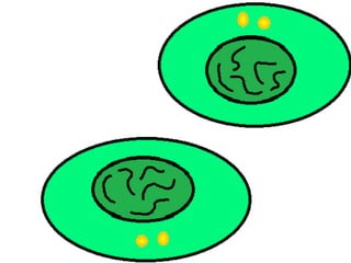 Mitosis presentation