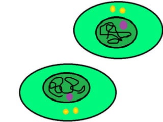 Mitosis presentation