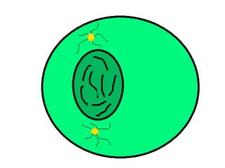 Mitosis presentation