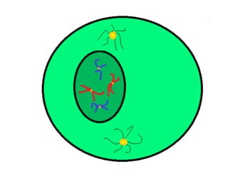Mitosis presentation