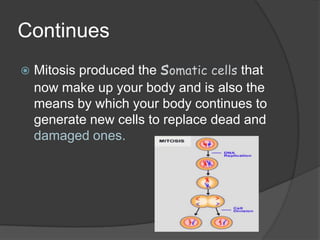 Mitosis presentation final | PPTX