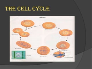Mitosis presentation final | PPTX