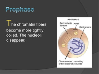 Mitosis presentation final | PPTX