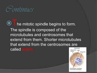 Mitosis presentation final | PPTX