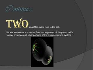 Mitosis presentation final | PPTX