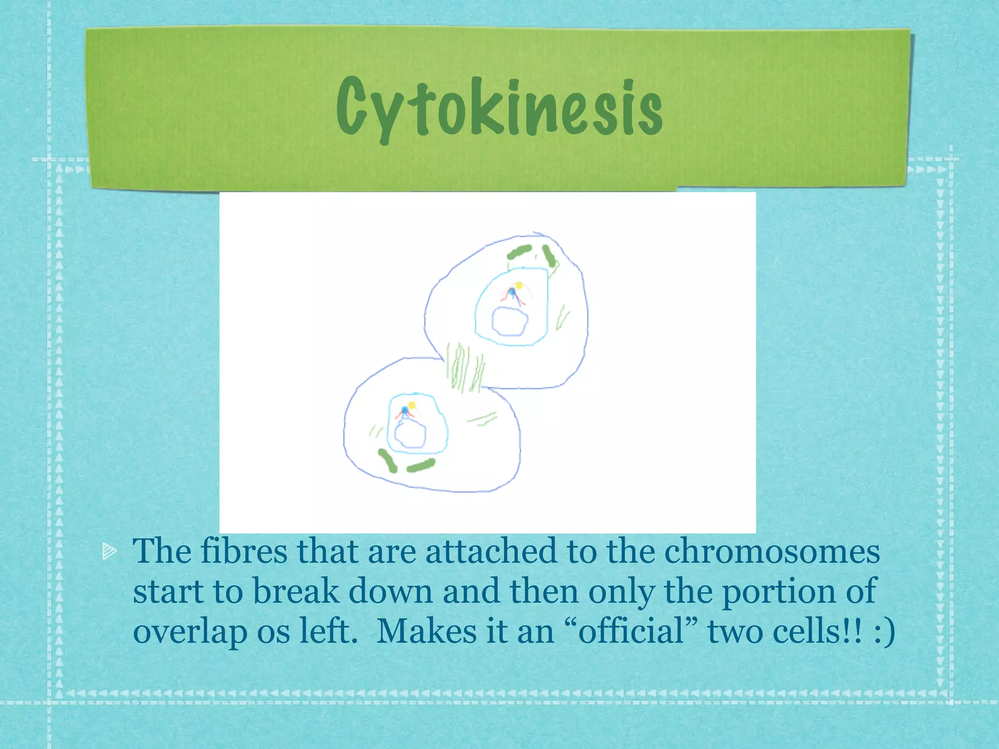 Cytokinesis




The fibres that are attached to the chromosomes
start to break down and then only the portion of
overlap os left. Makes it an “official” two cells!! :)
 
