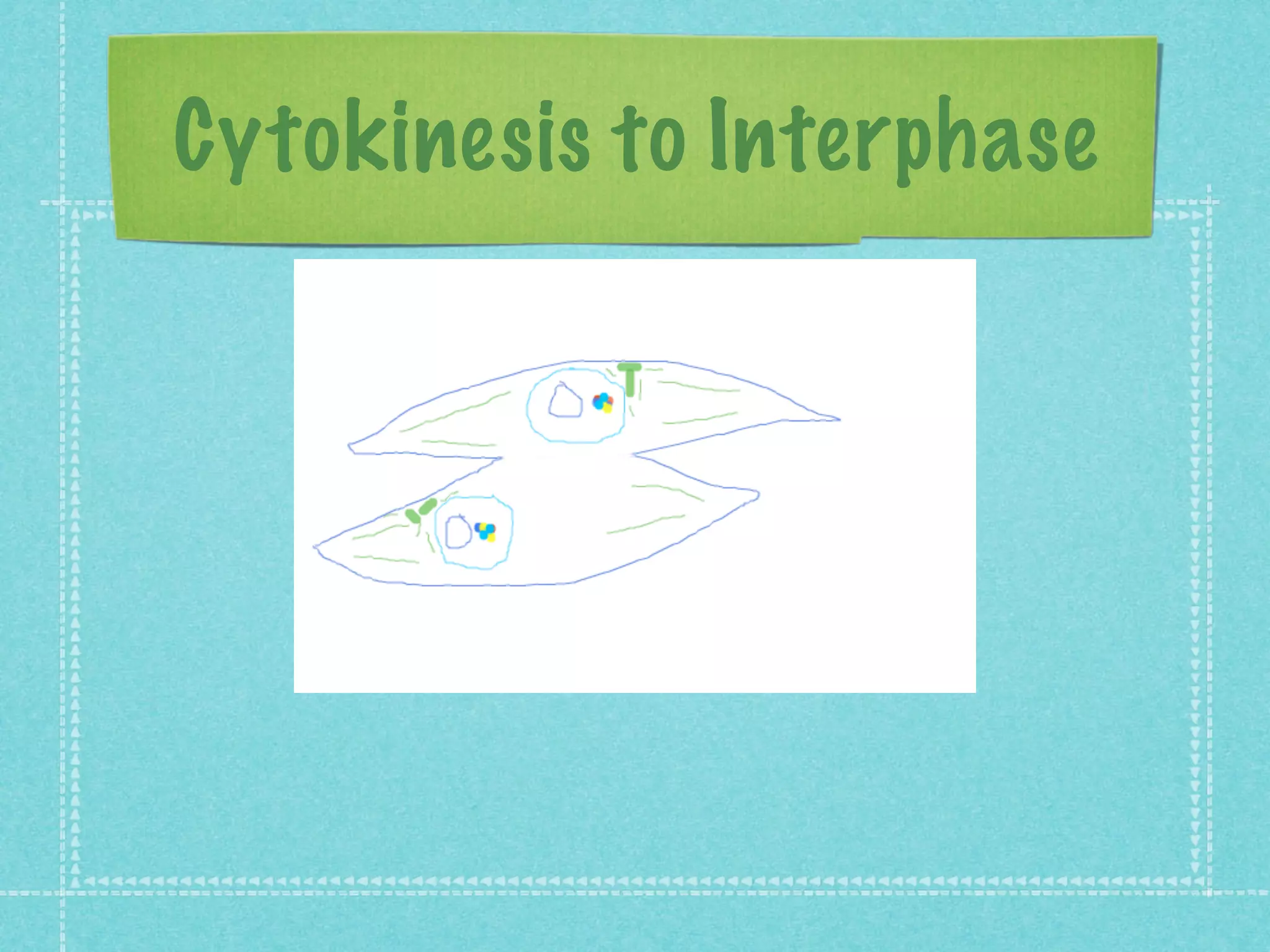 Cytokinesis to Interphase
 