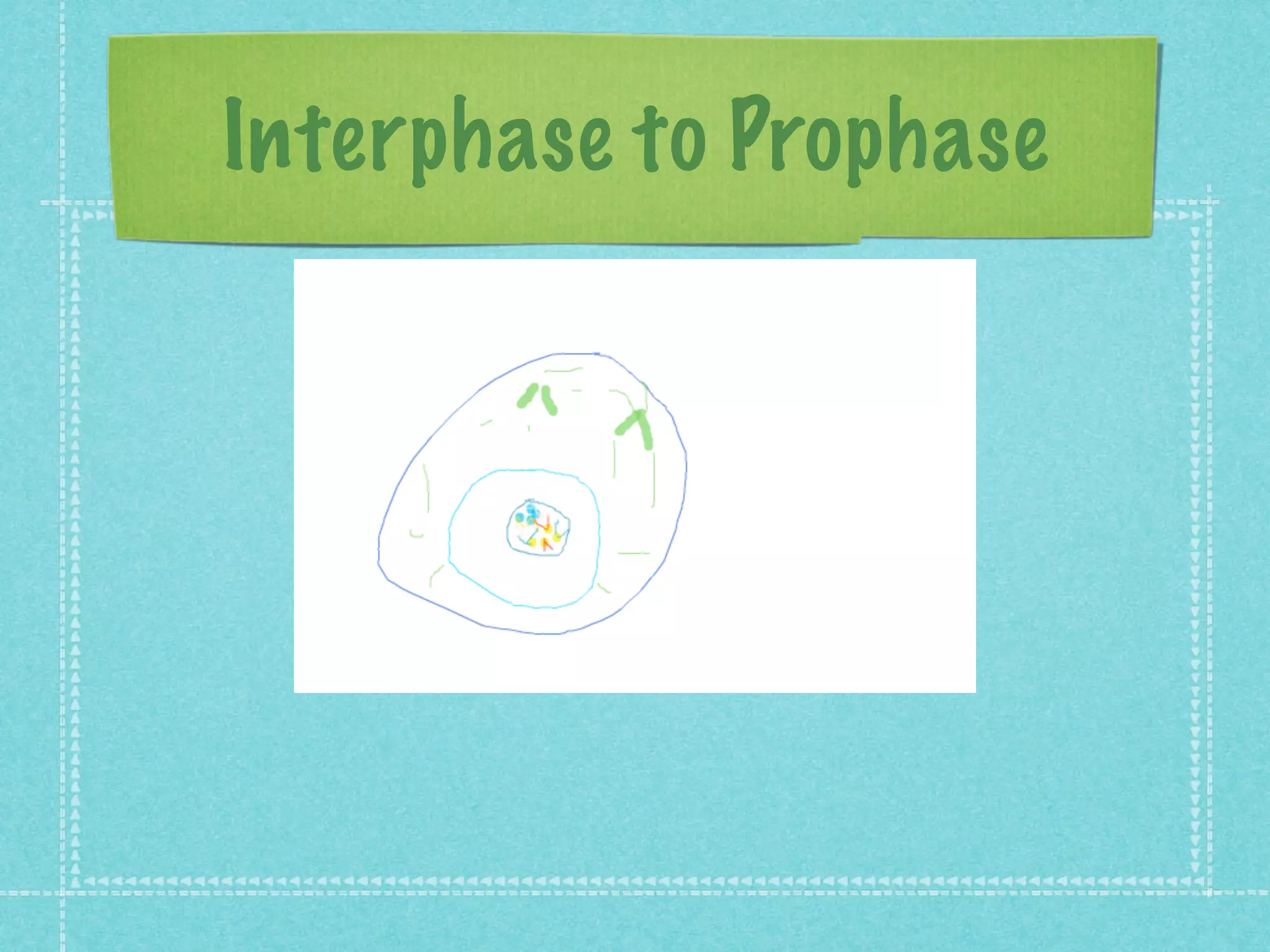 Interphase to Prophase
 