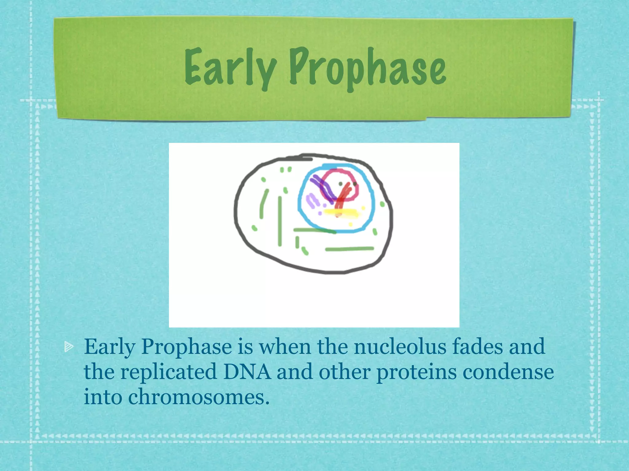 Early Prophase




Early Prophase is when the nucleolus fades and
the replicated DNA and other proteins condense
into chromosomes.
 