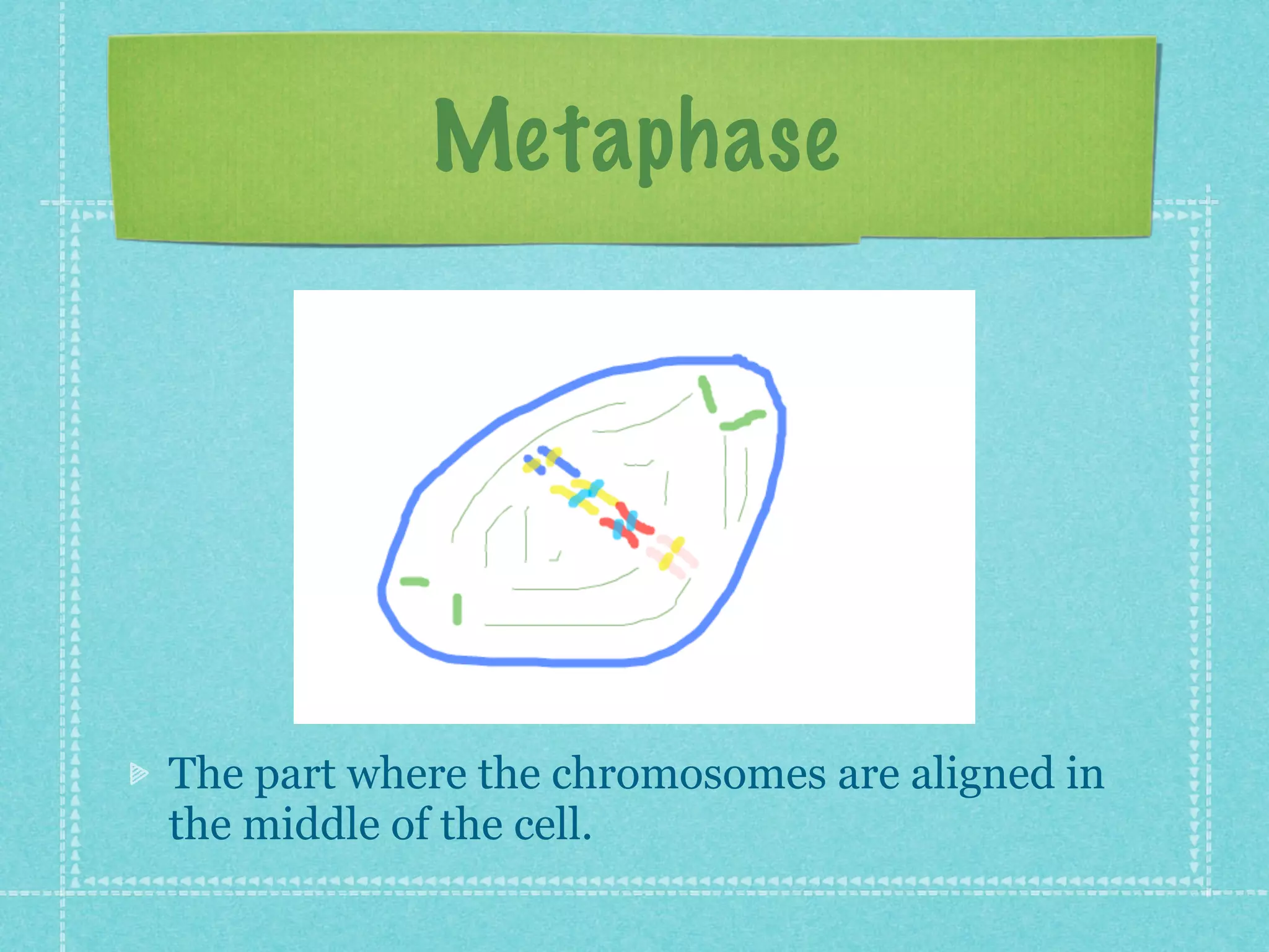 Metaphase




The part where the chromosomes are aligned in
the middle of the cell.
 