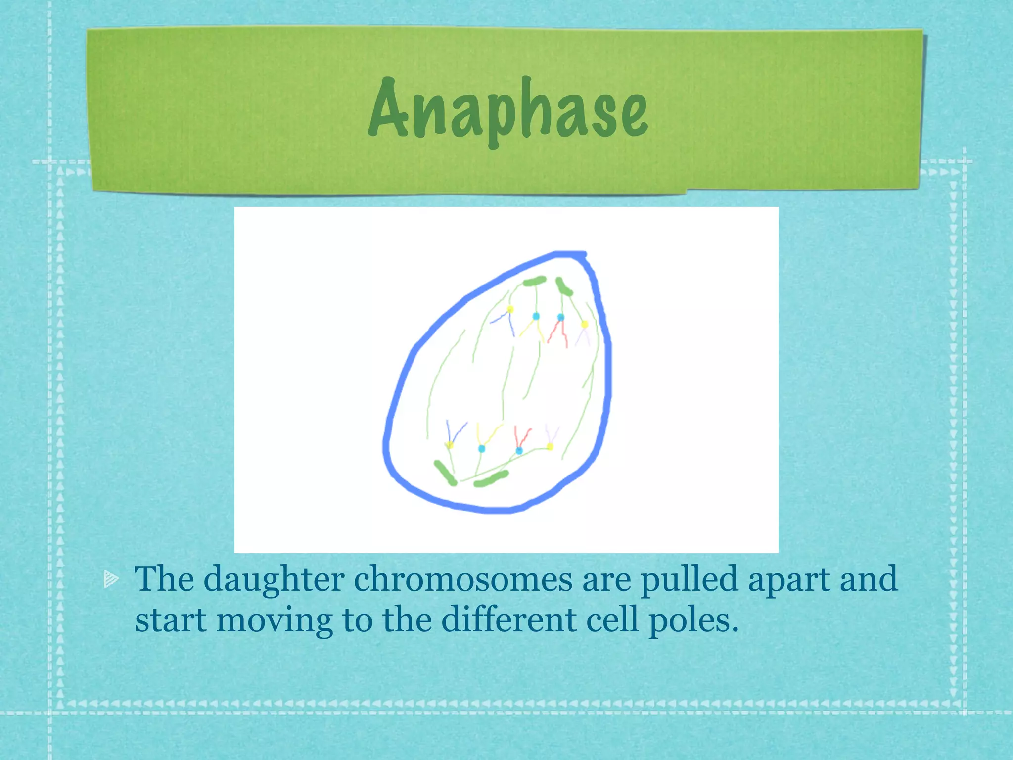 Anaphase




The daughter chromosomes are pulled apart and
start moving to the different cell poles.
 