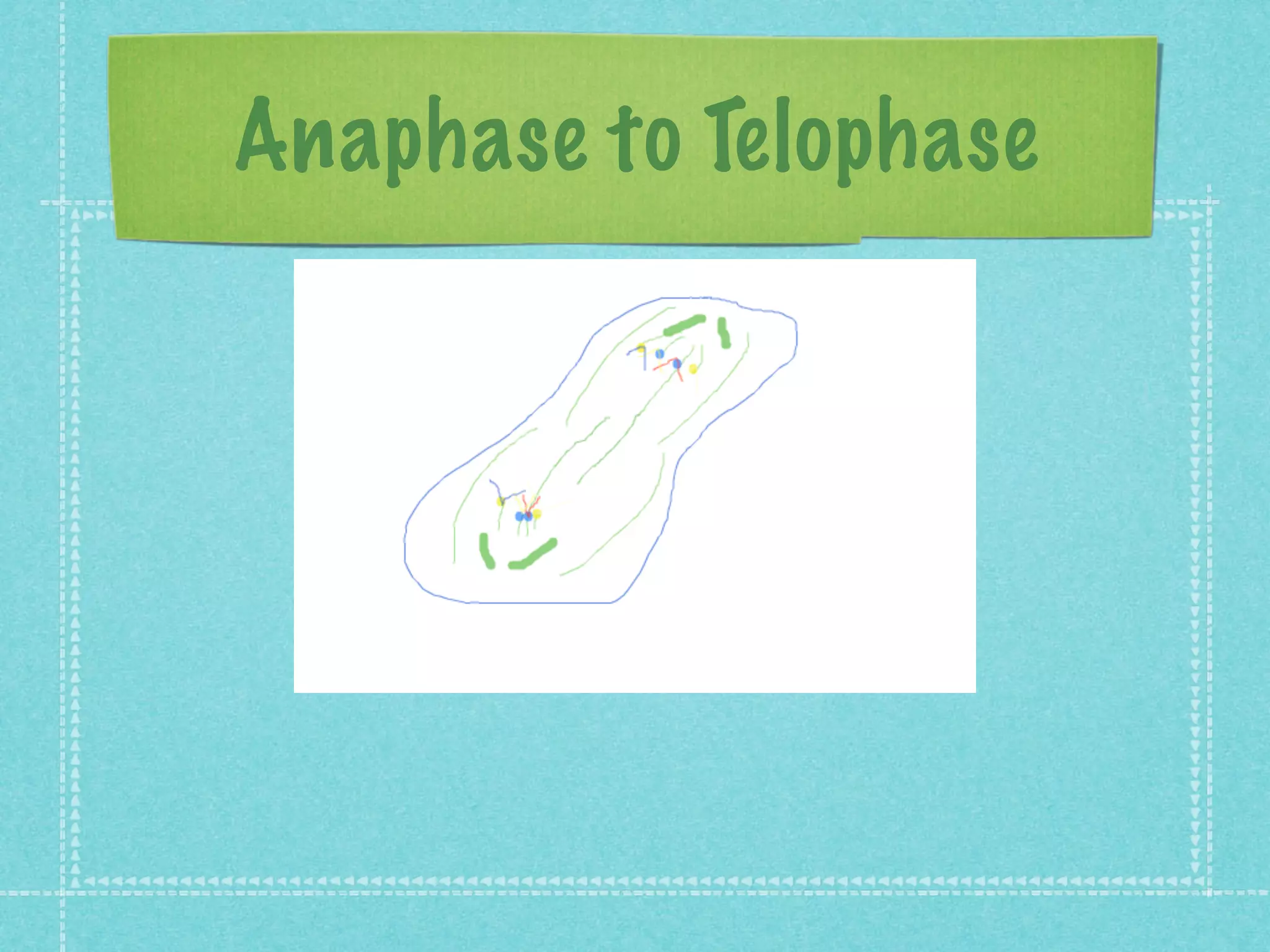 Anaphase to Telophase
 