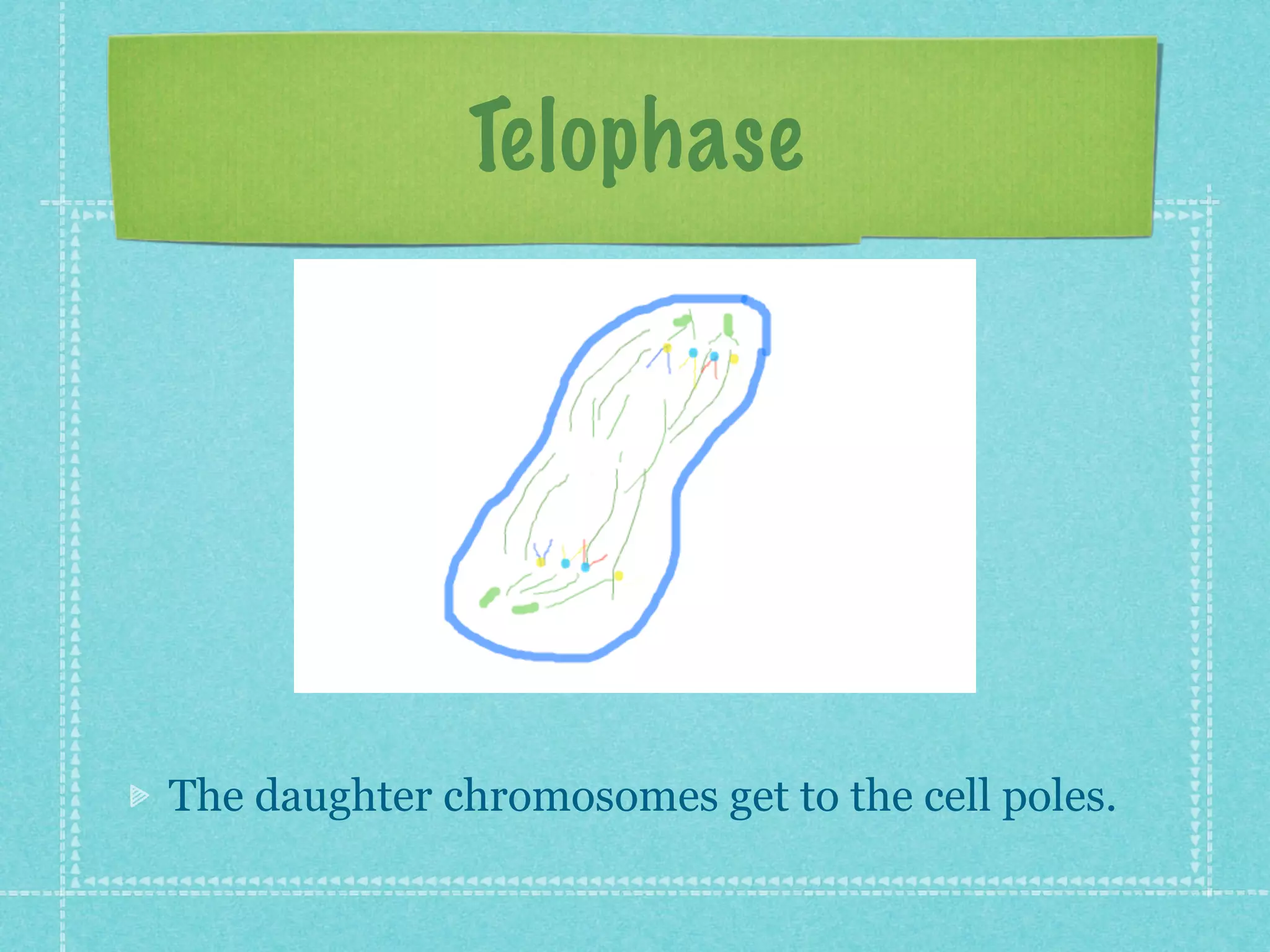 Telophase




The daughter chromosomes get to the cell poles.
 