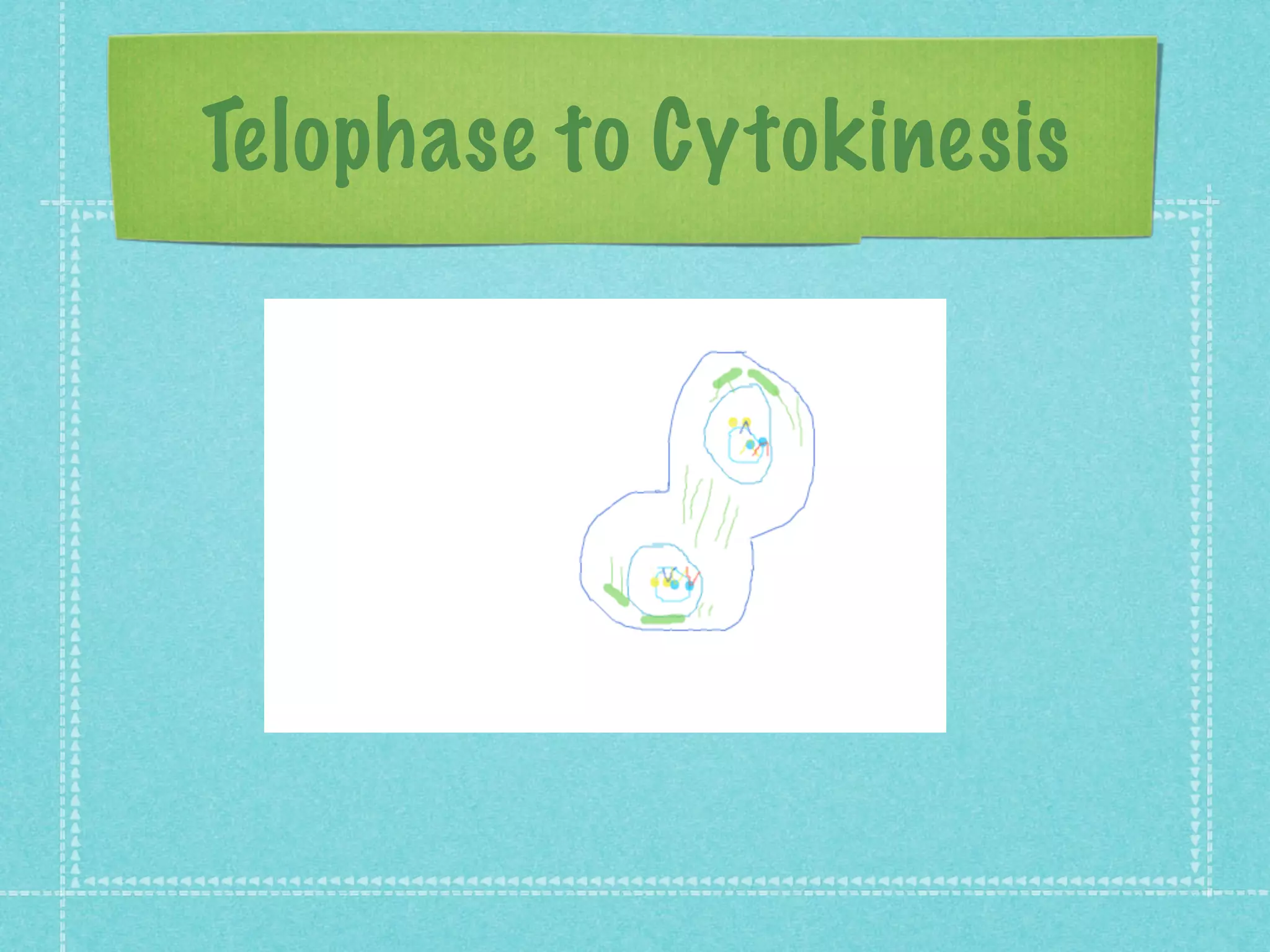 Telophase to Cytokinesis
 