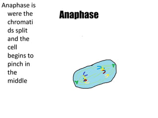 AnaphaseAnaphase is were the chromatids split and the cell begins to pinch in the middle