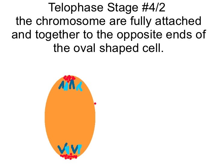 mitosis flip book telophase mitosis flip book telophase