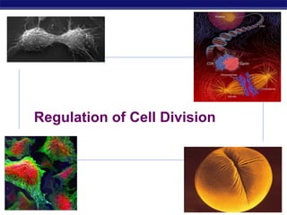 AP Biology 2006-2007
Regulation of Cell Division
 