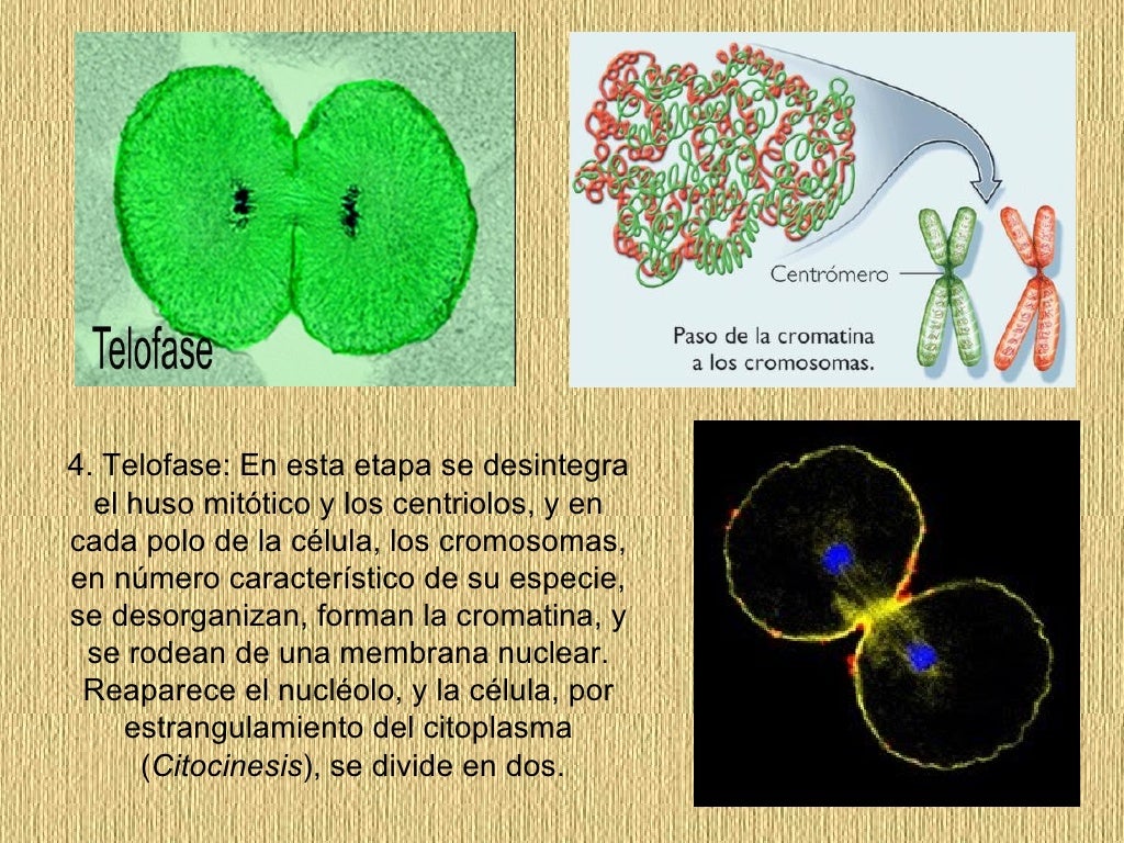 Mitosis Reproduccion Asexual Mitosis Reproduccion Asexual