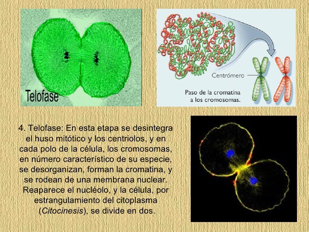  Mitosis  Reproduccion Asexual