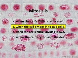 Mitosis is a. when the cell’s DNA is replicated. b. when the cell divides in to two cells. c. when the cell’s nuclei divides in two. d. when the cell’s cytoplasm divides. 