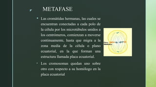 z
 Las cromátidas hermanas, las cuales se
encuentran conectadas a cada polo de
la célula por los microtúbulos unidos a
los centrómeros, comienzan a moverse
continuamente, hasta que migra a la
zona media de la célula o plano
ecuatorial, en la que forman una
estructura llamada placa ecuatorial.
• Los cromosomas quedan uno sobre
otro con respecto a su homólogo en la
placa ecuatorial
METAFASE
 