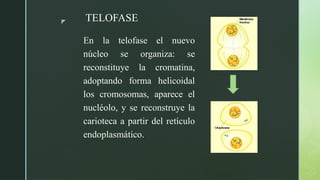 z
En la telofase el nuevo
núcleo se organiza: se
reconstituye la cromatina,
adoptando forma helicoidal
los cromosomas, aparece el
nucléolo, y se reconstruye la
carioteca a partir del retículo
endoplasmático.
TELOFASE
 