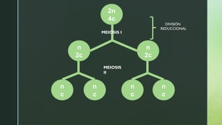 2n
4c
n
c
n
c
n
c
n
c
n
2c
n
2c
MEIOSIS I
MEIOSIS
II
DIVISIÓN
REDUCCIONAL
 